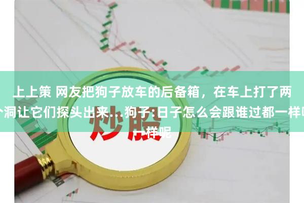 上上策 网友把狗子放车的后备箱，在车上打了两个洞让它们探头出来…狗子:日子怎么会跟谁过都一样呢